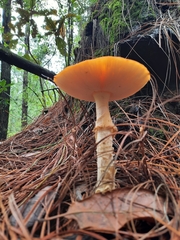 Amanita muscaria flavivolvata