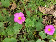 Oxalis purpurea