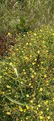 Pulicaria dysenterica
