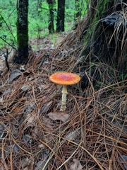 Amanita muscaria flavivolvata