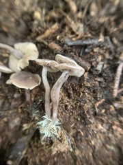 Pseudobaeospora