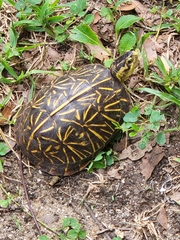 Terrapene carolina