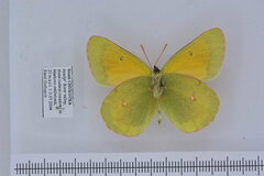 Colias hyperborea