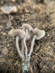Pseudobaeospora