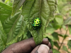 Calliphara excellens