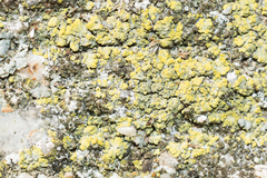 Candelariella medians