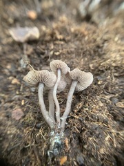 Pseudobaeospora