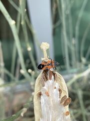 Lygaeus reclivatus