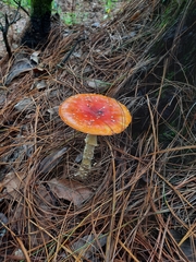 Amanita muscaria flavivolvata
