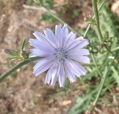 Cichorium intybus