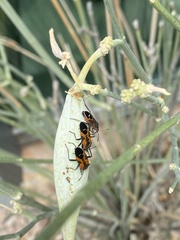 Lygaeus reclivatus