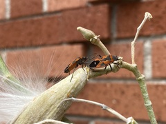 Lygaeus reclivatus