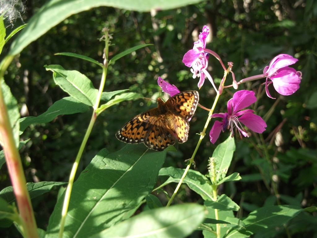 Speyeria mormonia bischoffi