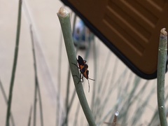 Lygaeus reclivatus