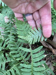 Polypodium appalachianum