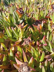 Carpobrotus edulis