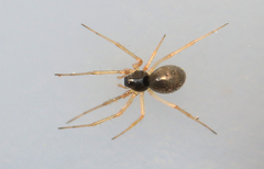 Kaestneria dorsalis