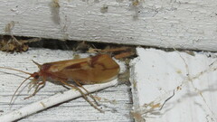 Platycentropus radiatus