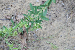 Lespedeza