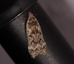 Anacampsis populella