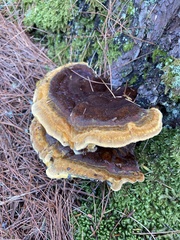 Phaeolus
