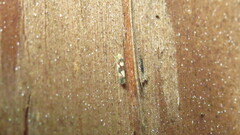 Erythroneura elegans