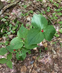 Trillium undulatum