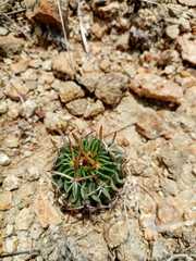 Echinofossulocactus phyllacanthus
