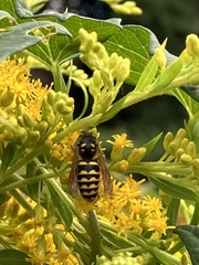 Dolichovespula arenaria