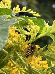 Dolichovespula arenaria