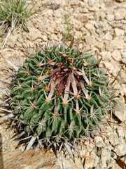 Echinofossulocactus phyllacanthus