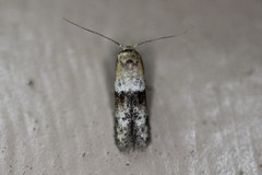 Pigritia
