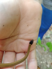 Storeria occipitomaculata