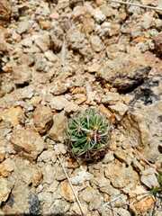 Echinofossulocactus phyllacanthus