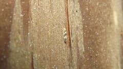 Erythroneura elegans