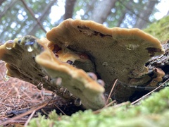 Phaeolus