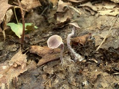 Pseudobaeospora