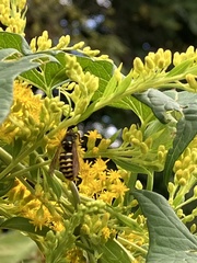 Dolichovespula arenaria