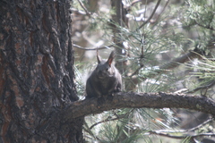Sciurus aberti