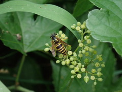 Vespula maculifrons