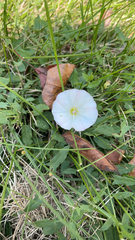 Convolvulus arvensis