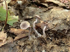 Pseudobaeospora