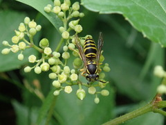 Vespula maculifrons