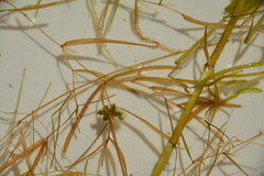 Potamogeton pusillus
