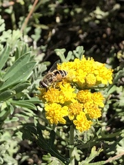 Eristalis arbustorum