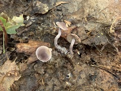 Pseudobaeospora
