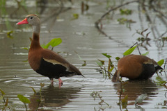 Dendrocygna autumnalis