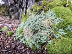 Cladonia squamosa