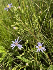 Symphyotrichum oolentangiense