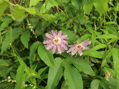 Passiflora incarnata